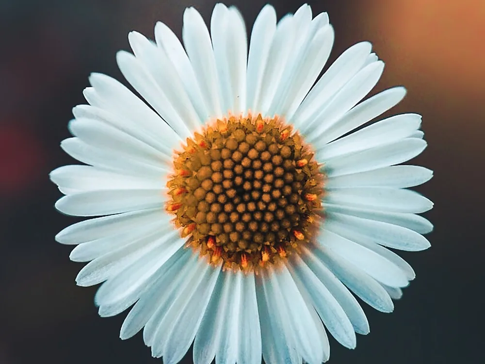 Florist hjelper en kunde med å velge blomster ved disken i butikken